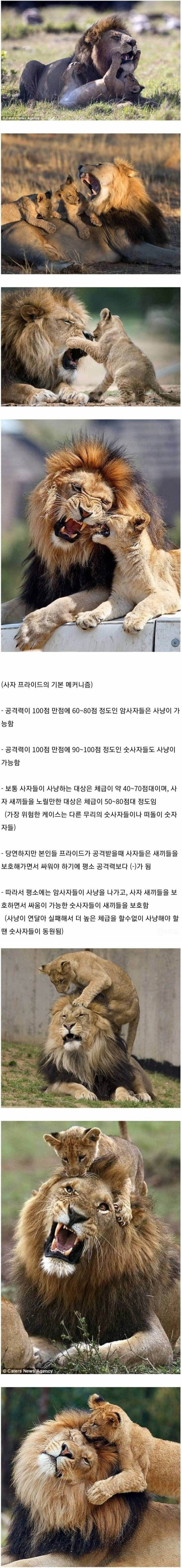 숫사자들이 사냥 안 나가는 이유.jpg