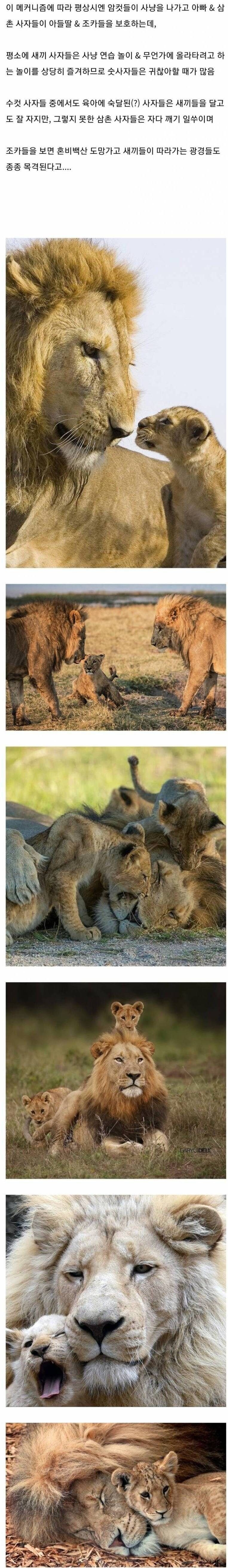 숫사자들이 사냥 안 나가는 이유2.jpg